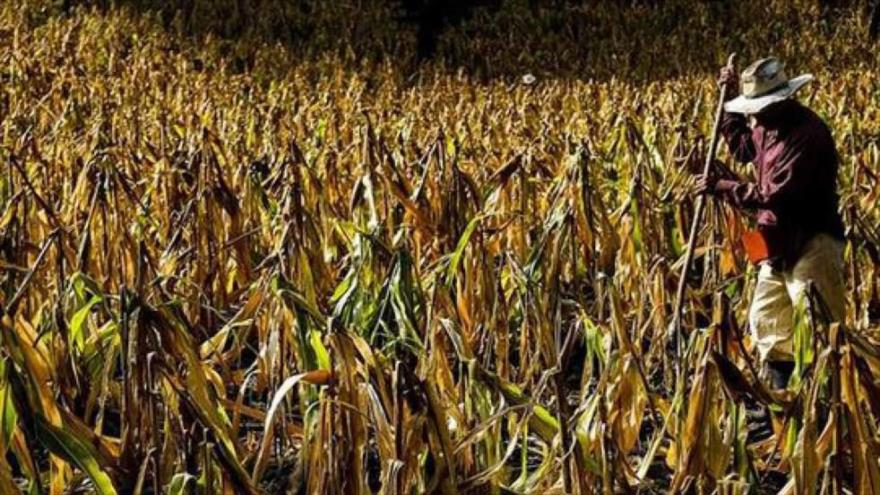 Centroamericanos, en su mayoría agricultores, se ven afectados por la sequía.