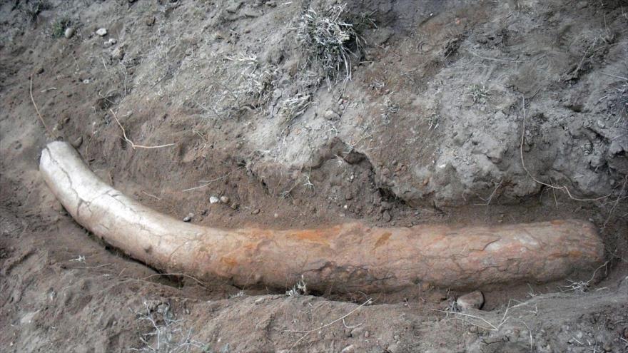 Colmillo de un stegodon descubierto en Paquistán, que tiene más de un millón de años.