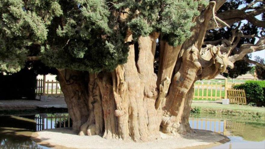 El Sarv-e Abarkuh es el árbol vivo más antiguo de Asia y el segundo del mundo.