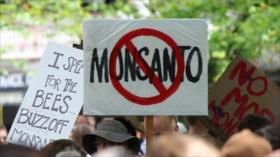 Varias ONG denuncian a Monsanto por manipular estudios científicos 