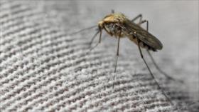 Científicos brasileños: El virus del Zika, hallado en mosquitos comunes