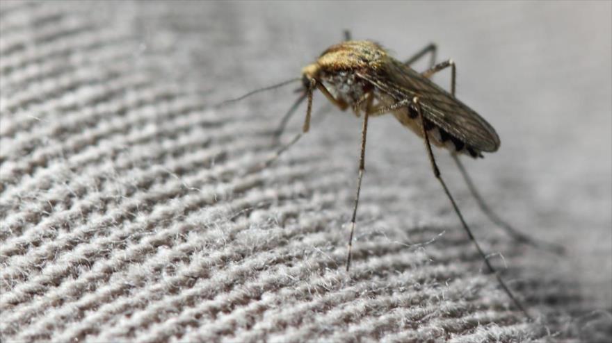 Mosquito común, del género Culex.