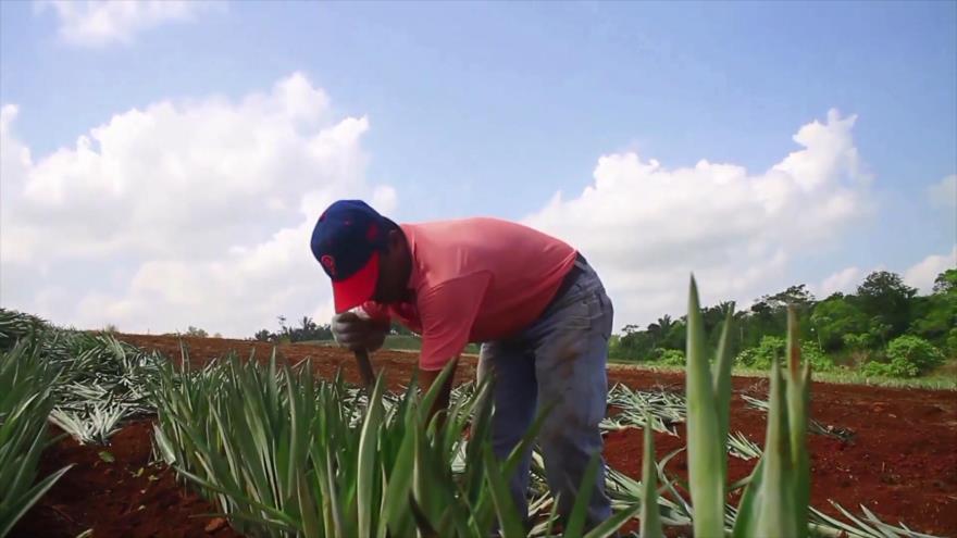 Cámara al Hombro - Importación contra agricultura panameña