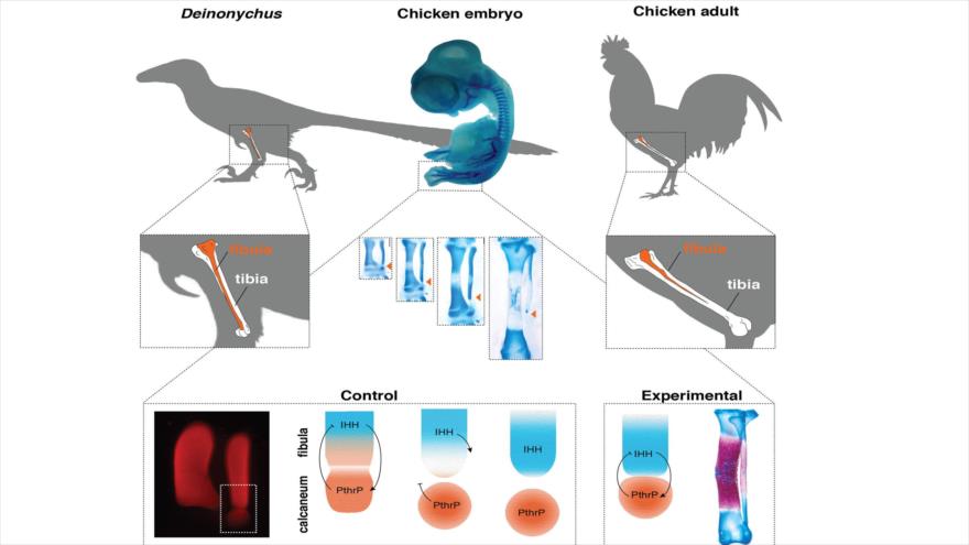 La vuelta de dinosaurios! Crean pollos con patas de dinosaurio | HISPANTV
