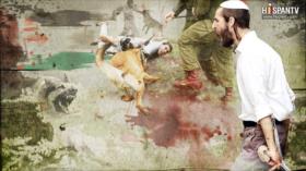 Palestina; ¿Cómo frenar a los perros de guerra?