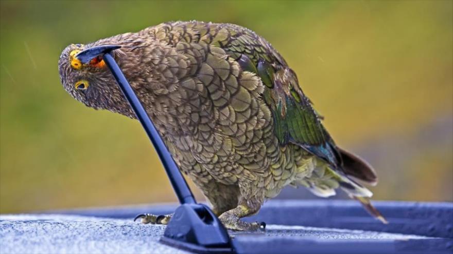 Vivir en ciudades hace más inteligentes a los pájaros | HISPANTV