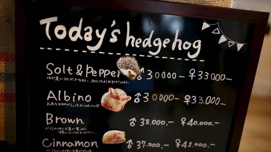 Abren en Japón una cafetería, donde los clientes podrán tomarse una bebida mientras disfrutan de la compañía de un erizo.