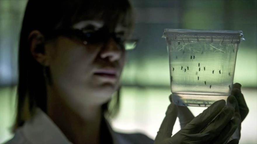 Una investigadora analiza los mosquitos Aedes aegypti, trasmisor del virus del Zika,