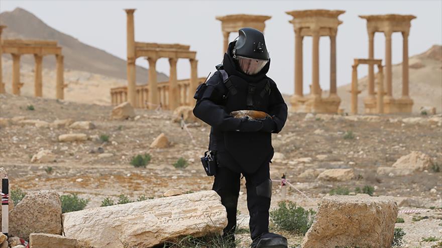 Un zapador ruso busca minas dejadas por el grupo terrorista EIIL (Daesh, en árabe) en la ciudad siria de Palmira.