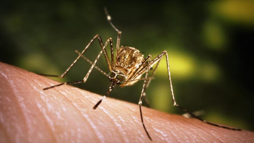 El mosquito Aedes aegypti, transmisor del virus Zika.
