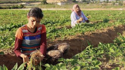 Informe: 70% de trabajadores en Gaza está bajo la Línea de Pobreza