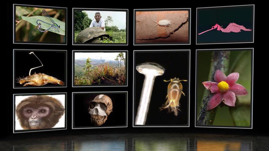 Las 10 nuevas especies más asombrosas del año, elegidas por el Instituto Internacional para la Exploración de Especies.