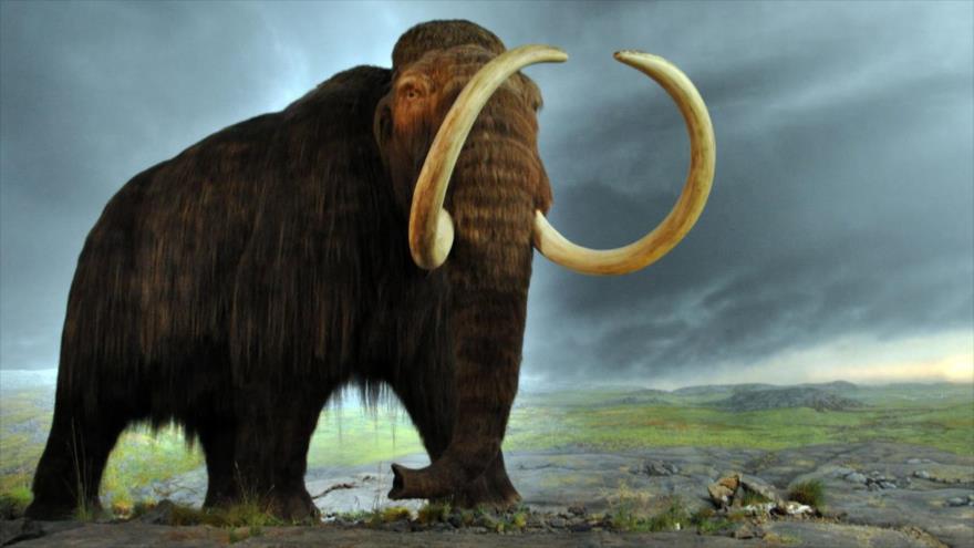 Un estudio muestra que en América del Sur, la región con mayor concentración de megafauna, los humanos no fueron culpables de la extinción de los grandes mamíferos.