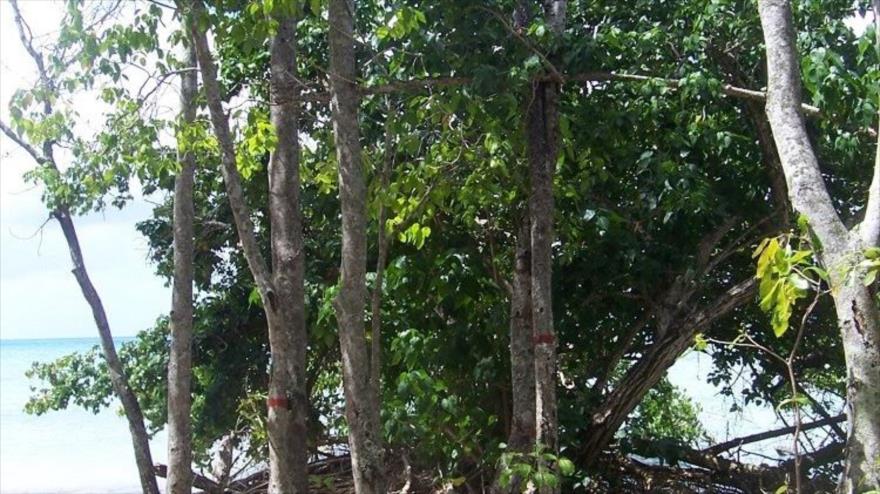 El árbol de la muerte.