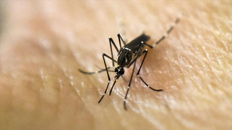 Mosquito de tipo Aedes aegypti transmite tres enfermedades Zika, el Dengue y el Chikunguña.