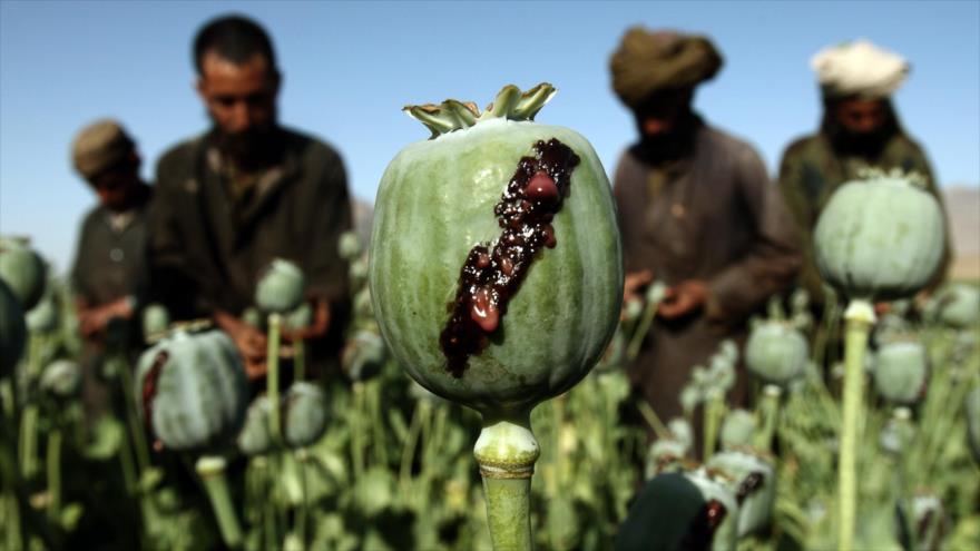 Agricultores dedicados al cultivo de la planta del opio para la producción de heroína en Afganistán.