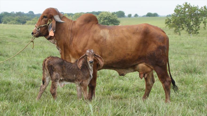 Vaca Gyr, raza originaria de la India, específicamente de la península de Kathiawar.