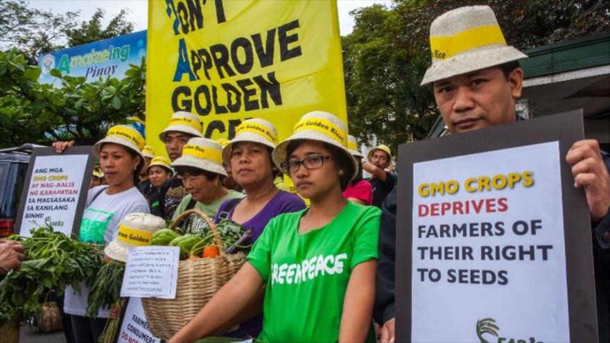 Activistas del Greenpeace manifestándose en contra del uso del arroz dorado.