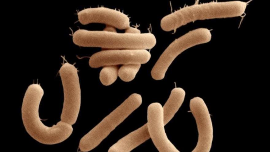 Bacterias intestinales que 
consumen GABA, una molécula crucial para calmar el cerebro.