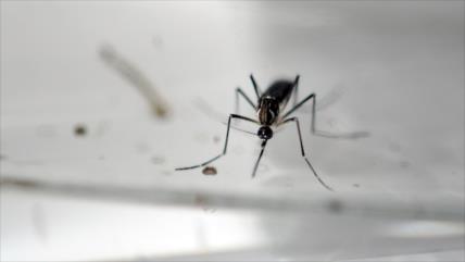 ‘La epidemia de zika se autoextinguirá en tres años’