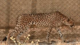 Irán - 1. Cartografía 2. Veterinario de vida salvaje 3. Aspectos de Irán: Fabricación de bisutería