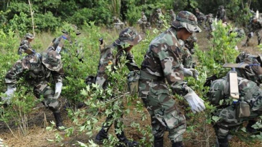 Militares bolivianos erradican plantaciones de coca ilegal.