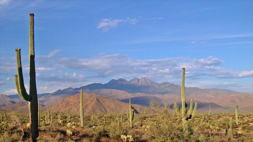 El desierto de Sonora localizado en América del Norte cuya extensión es compartida entre Estados Unidos y México, cubriendo grandes partes de los estados de Arizona y California (sur de EE.UU.).