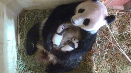 Una buena: el panda gigante ya no está en peligro de extinción