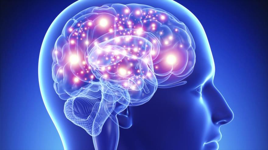 El cerebro humano es un órgano complejo que requiere muchos nutrientes diferentes para funcionar correctamente.
