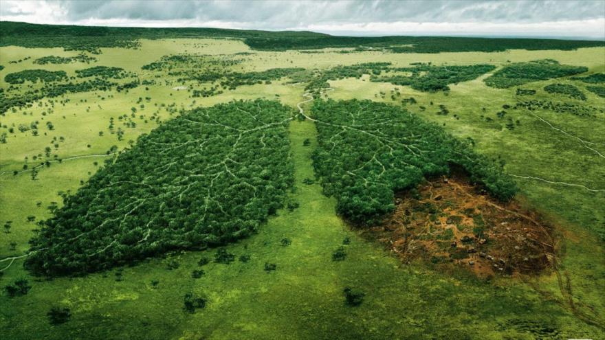 El Marco de la Convención del Cambio Climático de las Naciones Unidas calcula que cada árbol absorbe de la atmósfera al menos 5kg de CO2 por año.