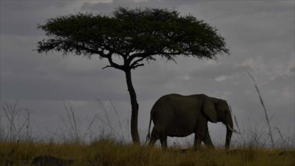 La población de elefantes africanos cae a nivel mínimo en 25 años