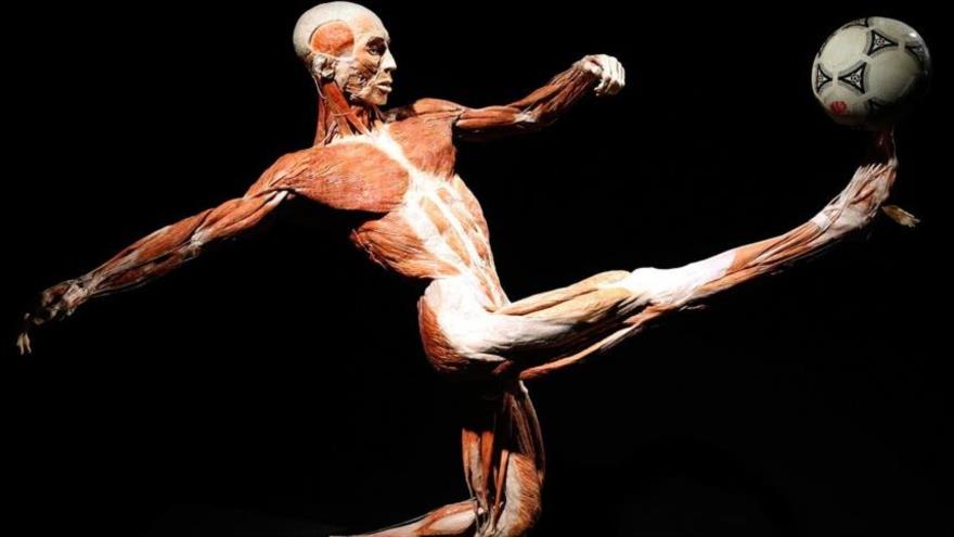 Una estatua del cuerpo humano en el museo de cadáveres en Berlín, Alemania.