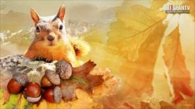 Al amparo de los robles - Parte 1