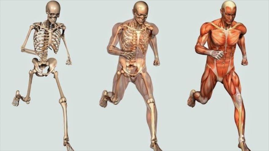 Anatomía del cuerpo humano.