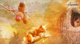 Al amparo de los robles - Parte 2