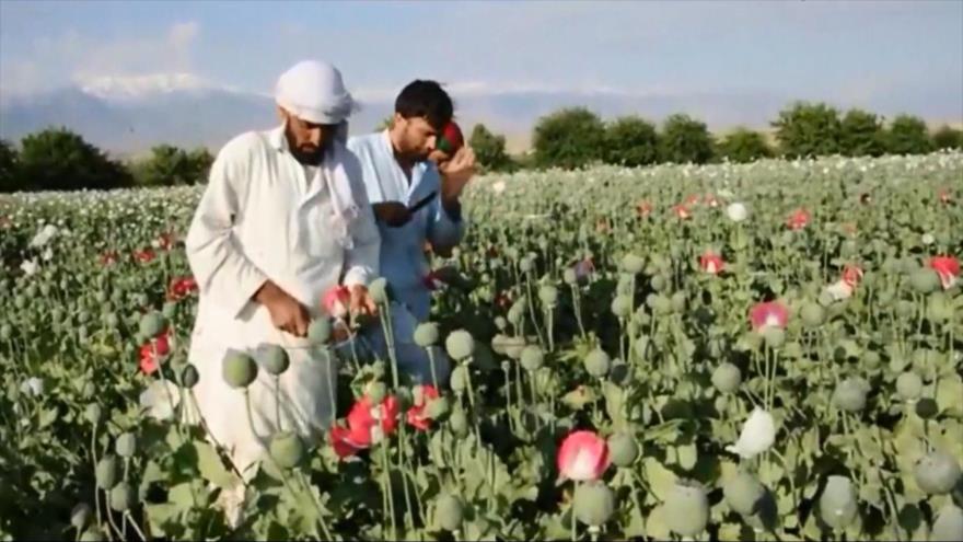 Campos de cultivo de opio de Afganistán crecieron 10% en 2016