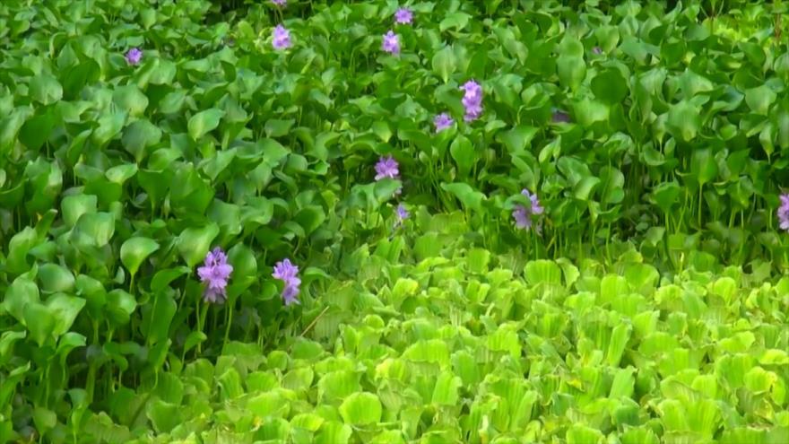 Eichhornia crassipes, la peligrosa flor invasora de la naturaleza