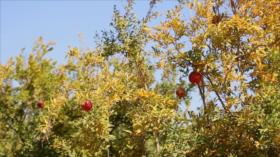 Irán - 1. Asociación Caritativa de Mehrane 2. Barrio Udlayan de Teherán 3. La granada de ‘Save’