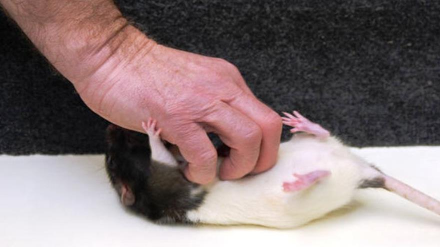 Gracioso descubrimiento: Las ratas tienen cosquillas y se ríen