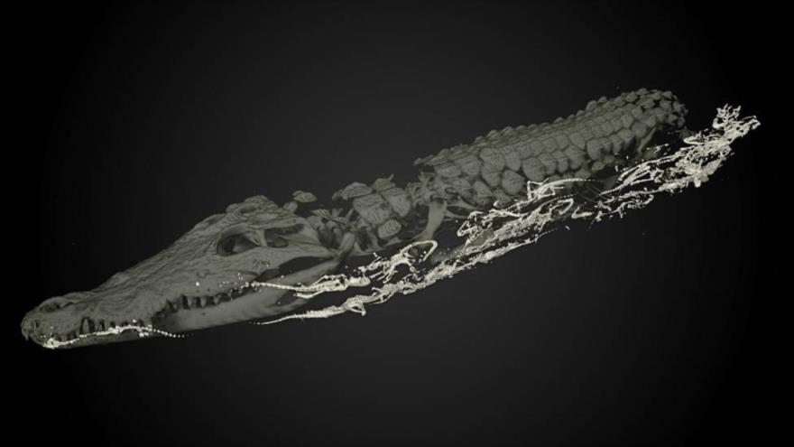 La tomografía realizada a la momia muestra 47 crías en el interior del cocodrilo.