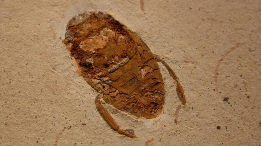 El fósil de un escarabajo.
