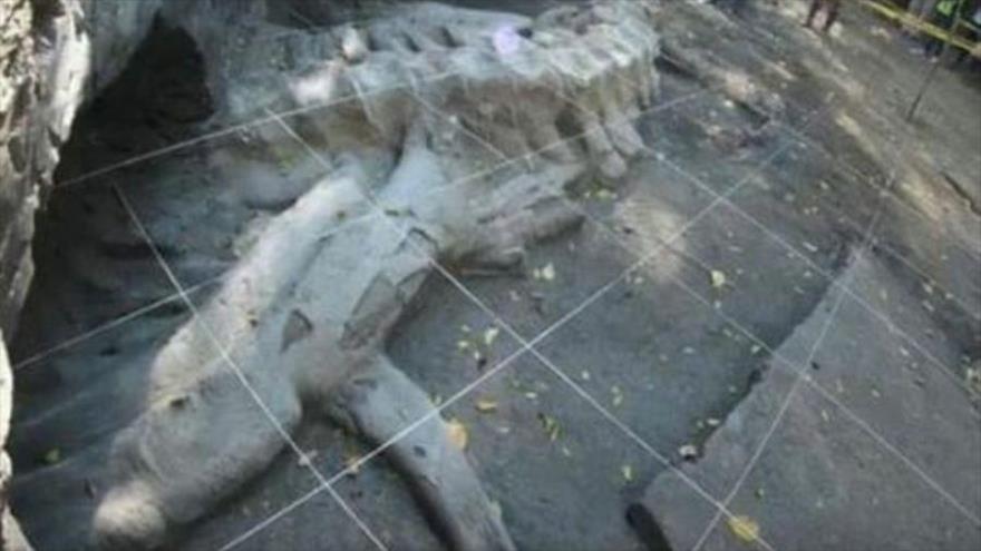 Hallan fósil de un monstruo que vivía hace 1,8 millones de años