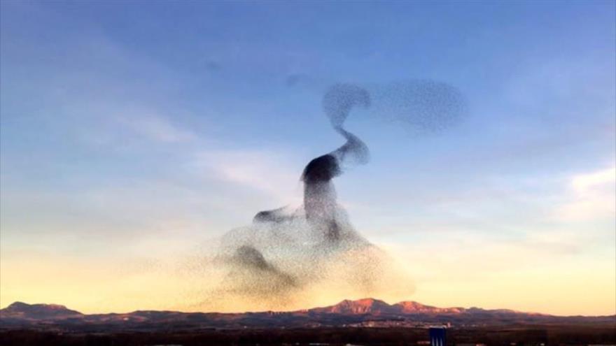 Danza aérea: Una enorme bandada de aves vuela al unísono