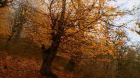 Irán - 1- El arte de la encuadernación 2- El deporte de la Lucha en Irán 3- Bosque de Alimastan