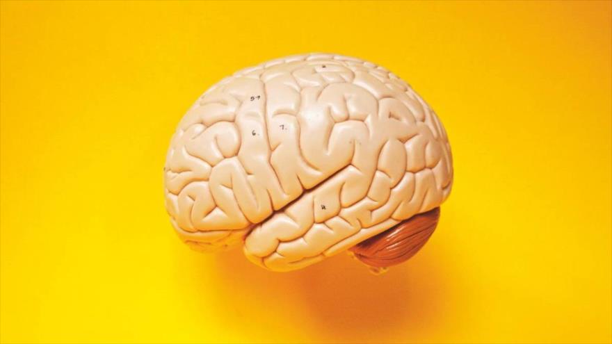Imñagen de la maqueta de un cerebro.