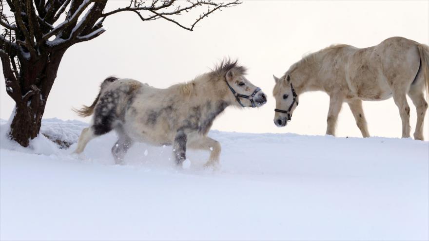 Divertida reacción de toros y vacas a la primera nevada del año