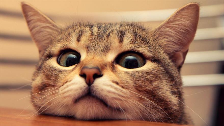 Un nuevo estudio revela la existencia de niveles elevados de contaminación química en los gatos domésticos.