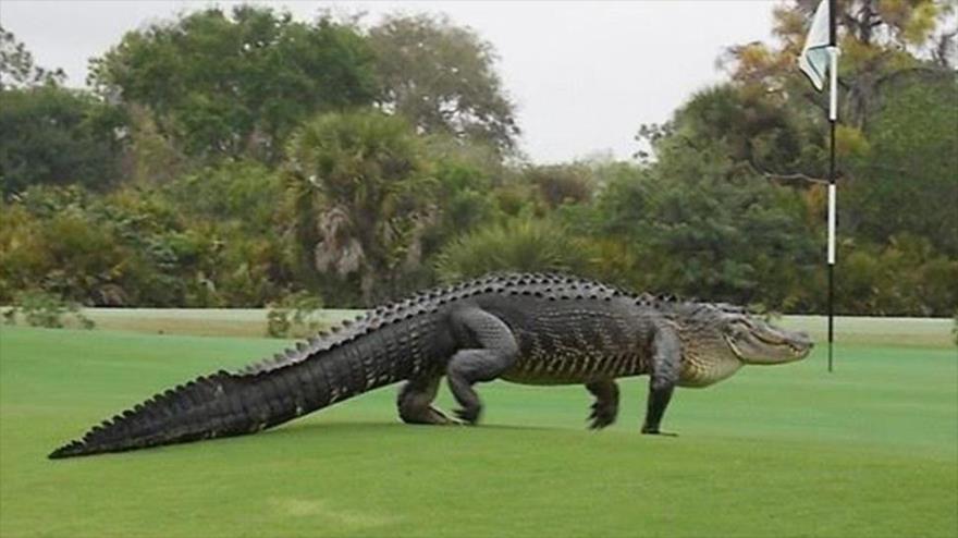 Cocodrilo con su presa se pasea por campo de golf en Florida | HISPANTV