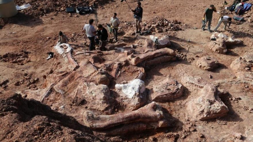 Hallazgo de fósiles de un dinosario en Argentina.