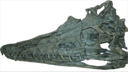 Un hallazgo llena hueco crítico en registro fósil de fitosaurios